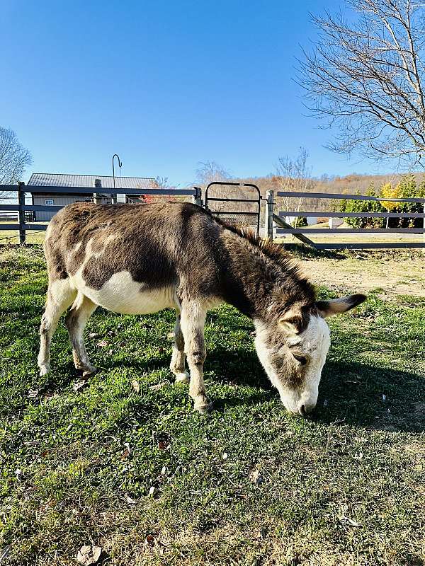 breeding-miniature-donkey