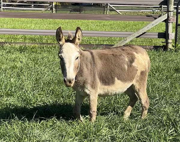 breeding-spotted-donkey