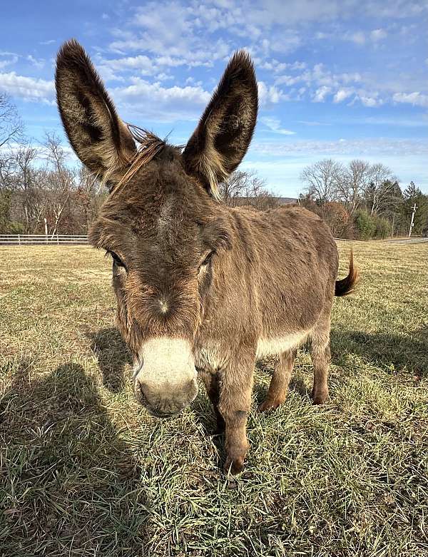 brown-donkey-miniature