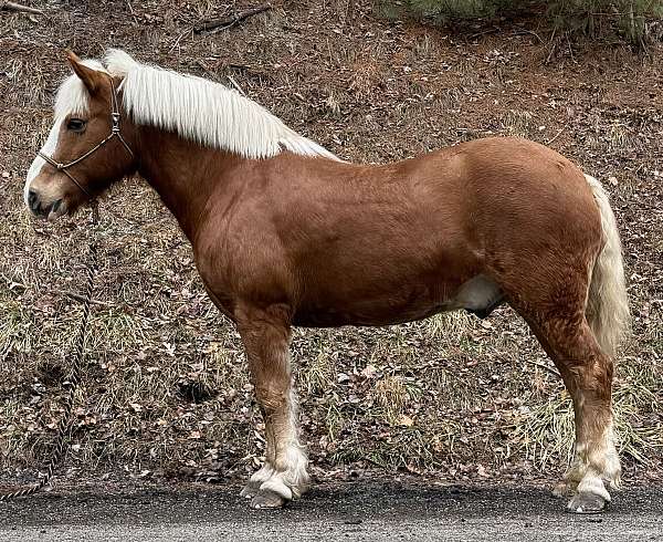 beginner-haflinger-horse