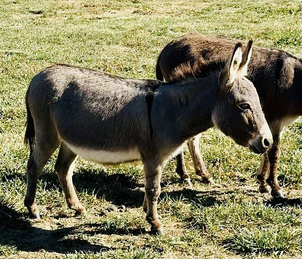 cross-donkey-miniature-donkey