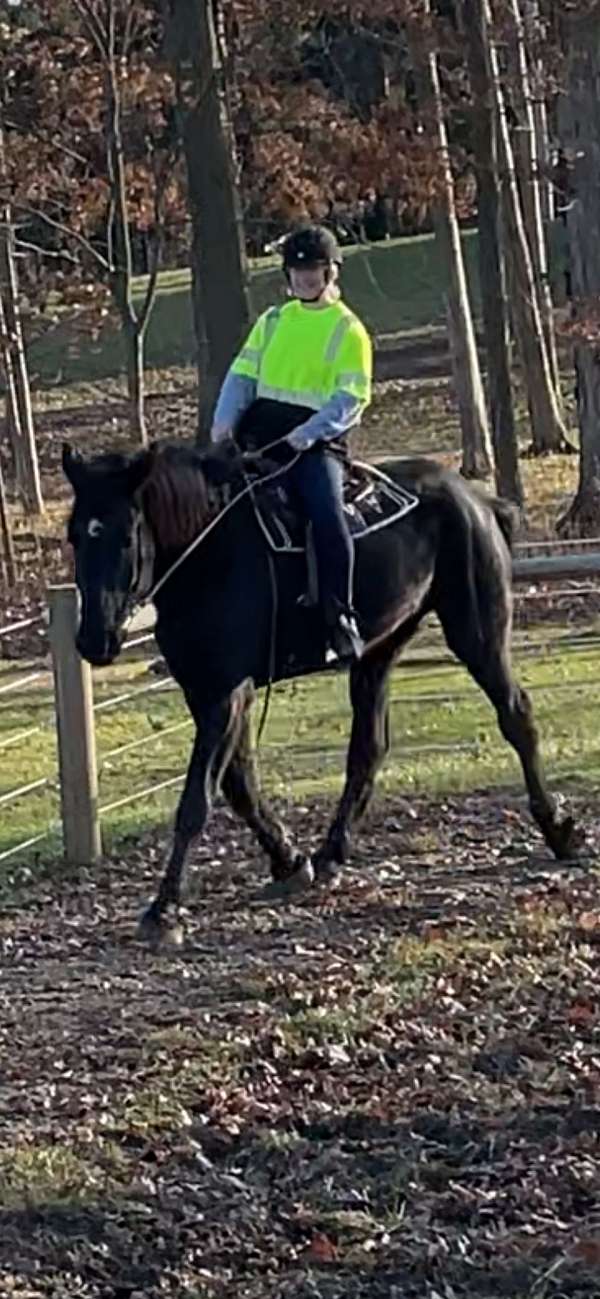 all-around-percheron-horse