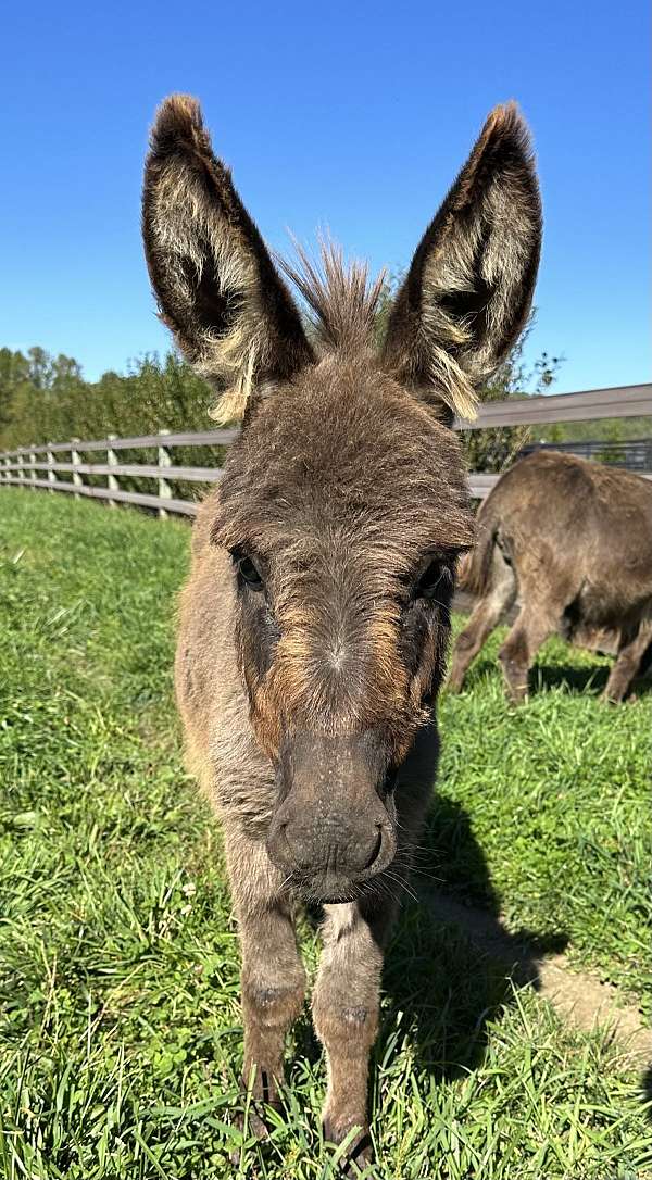 donkey-for-sale