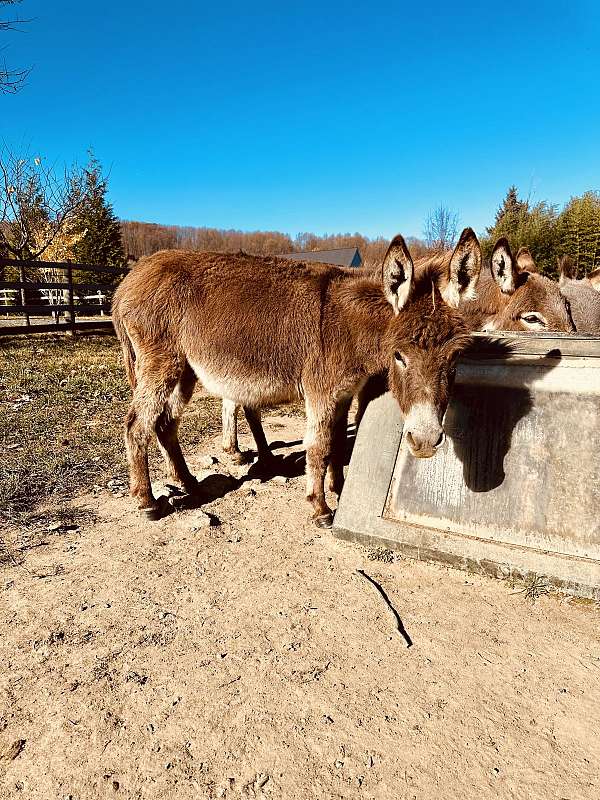 donkey-for-sale