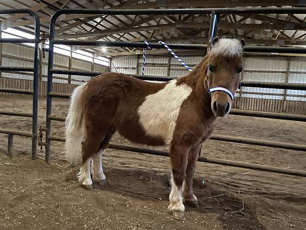 companion-miniature-horse