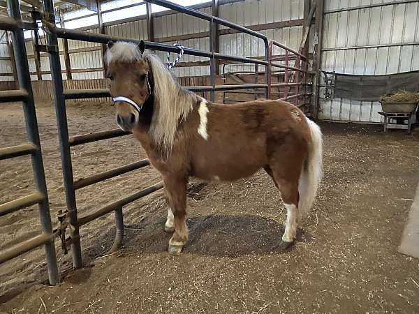 driving-miniature-horse