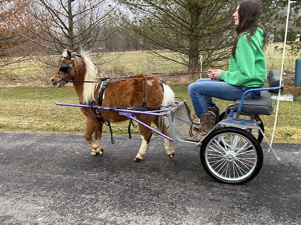 athletic-miniature-horse