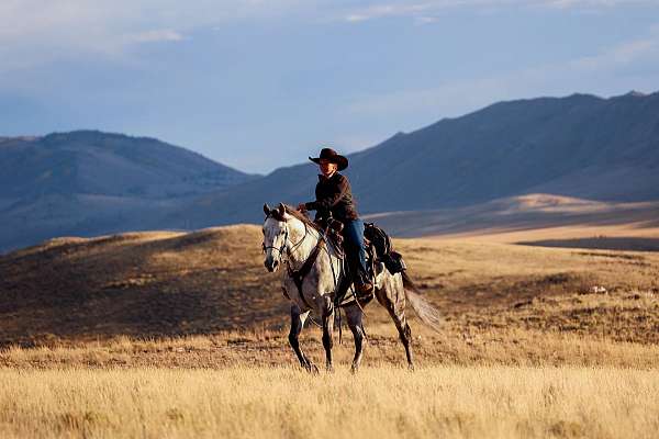 tennessee-walking-horse-missouri-fox-trotter