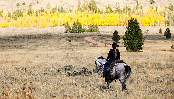 trail-horse-missouri-fox-trotter