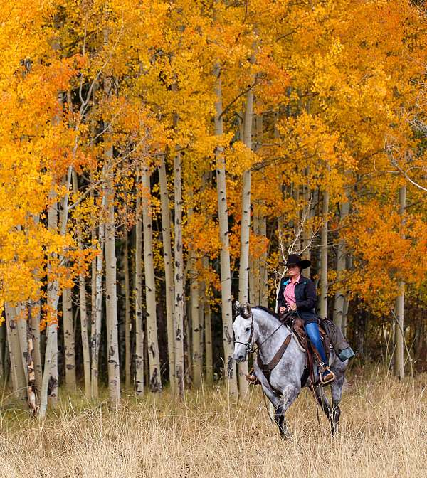 mfthba-missouri-fox-trotter-horse