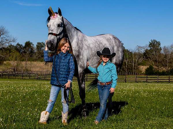 gaited-horse-missouri-fox-trotter