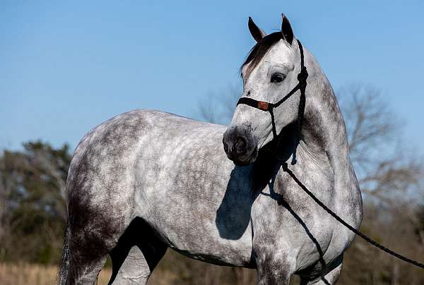 gentle-horse-missouri-fox-trotter