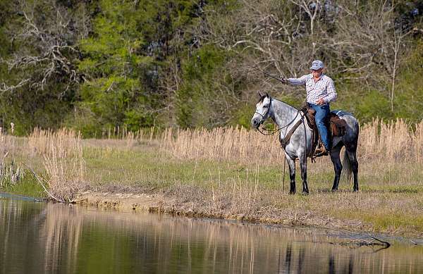 my-horse-connection-missouri-fox-trotter