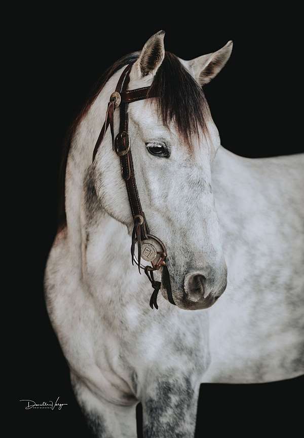 gun-safe-horse-missouri-fox-trotter