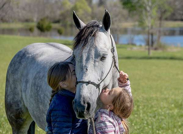 smooth-gaited-horse-missouri-fox-trotter