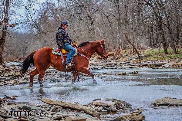 all-around-quarter-horse