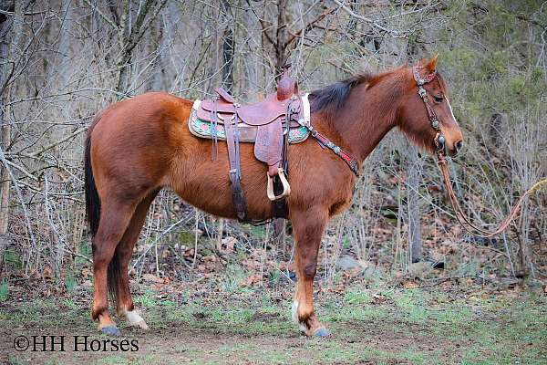 aqha-quarter-horse