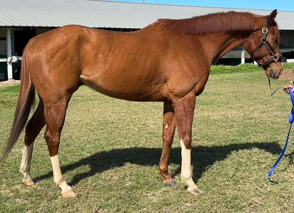 amateur-thoroughbred-horse