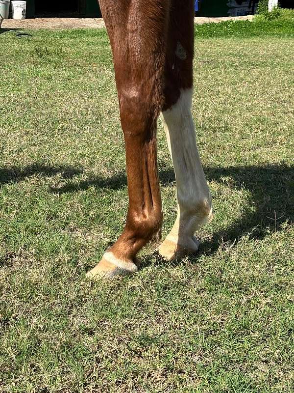 barn-thoroughbred-horse