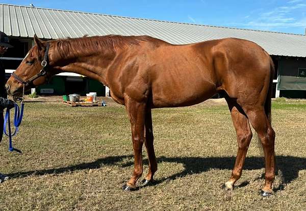 boy-thoroughbred-pony