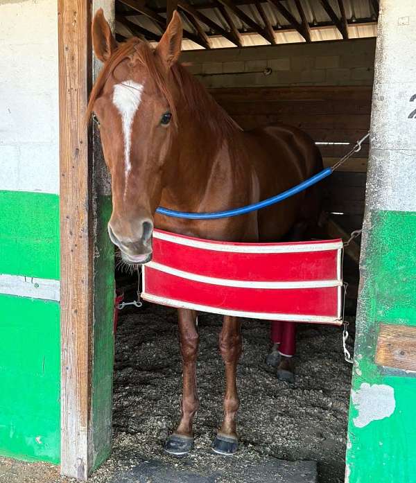 clean-legs-thoroughbred-pony