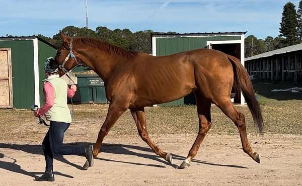 clean-thoroughbred-pony