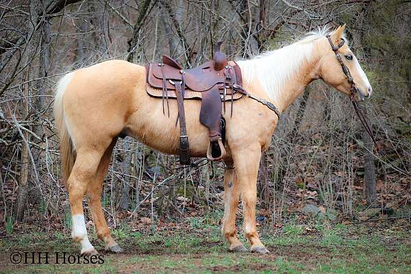 all-around-quarter-horse