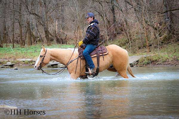 athletic-quarter-horse