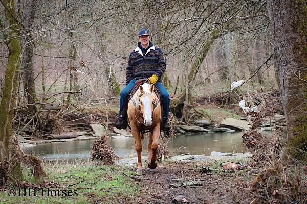 beginner-quarter-horse