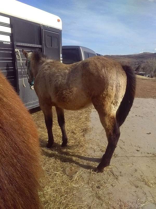 buckskin-sock-pony