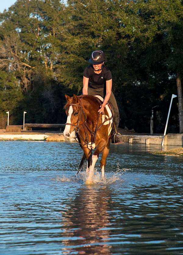 family-safe-quarter-horse