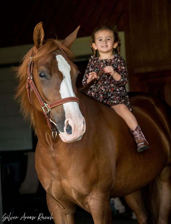 family-horse-quarter