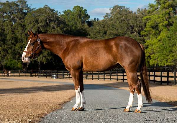 reining-quarter-horse