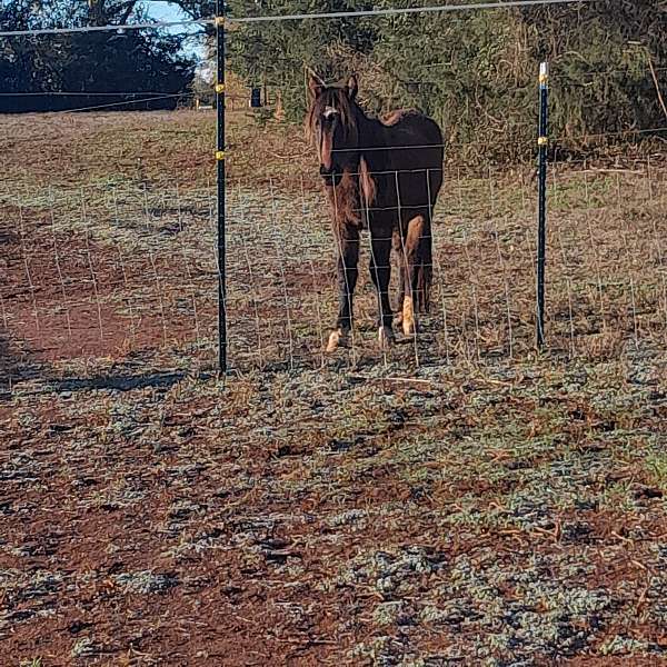 14-hand-quarter-pony-filly