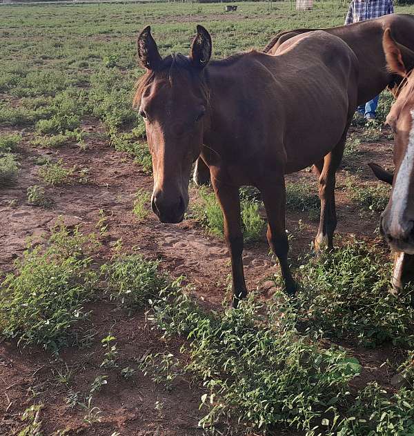 rescue-quarter-pony