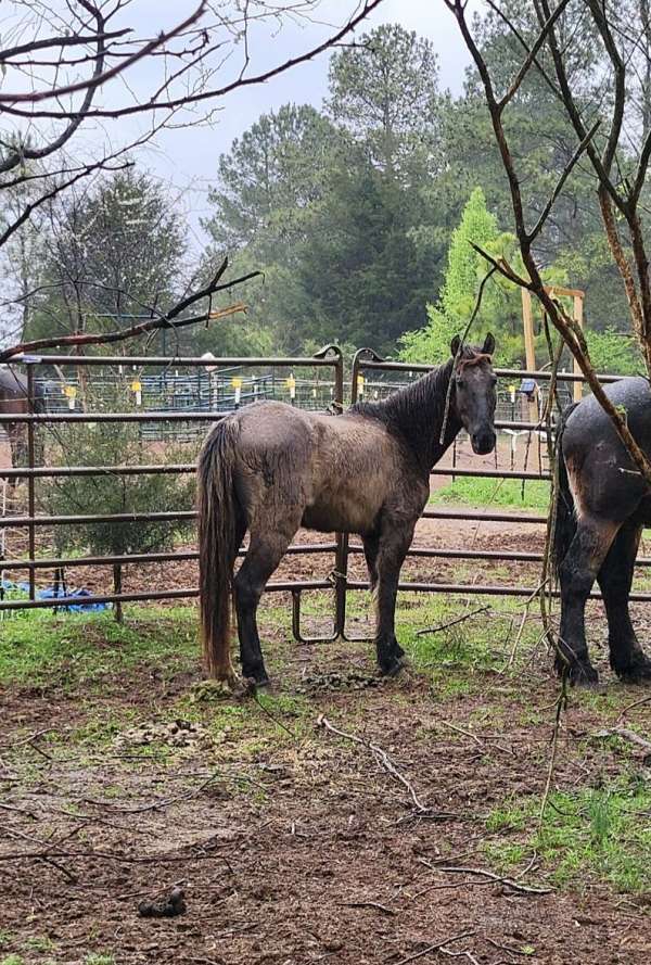 started-under-saddle-trail-riding-mustang-horse