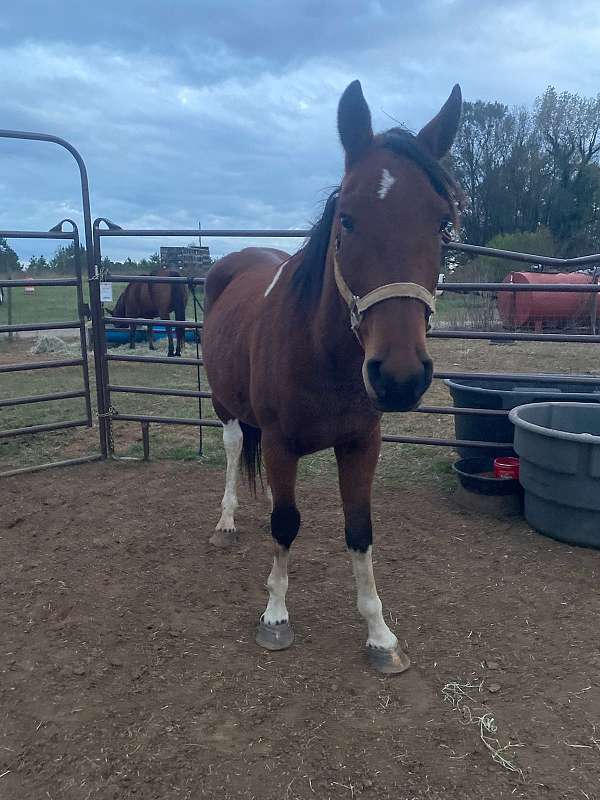 started-under-saddle-pinto-horse