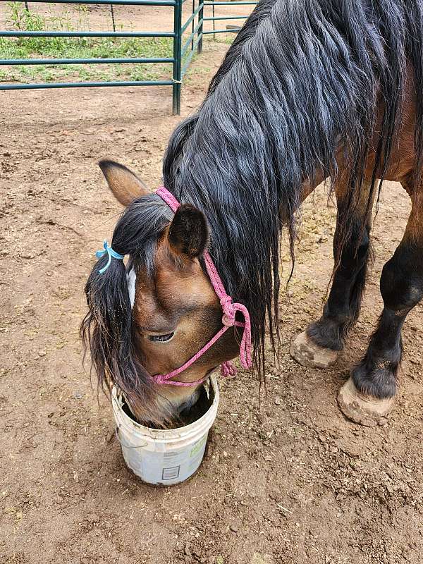 started-under-saddle-draft-horse