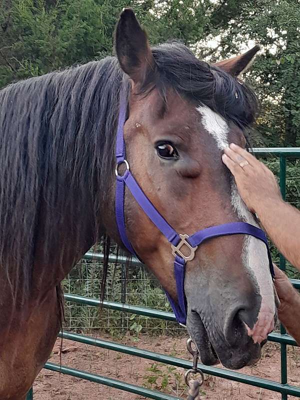 started-under-saddle-gelding