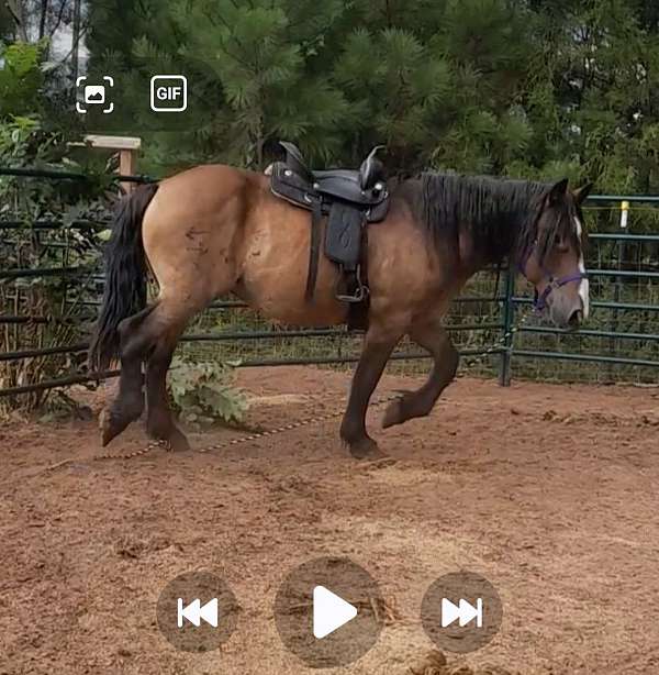 started-under-saddle-horse