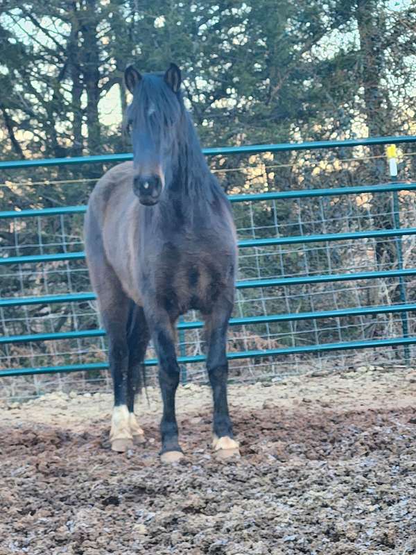 breeding-companion-mustang-horse