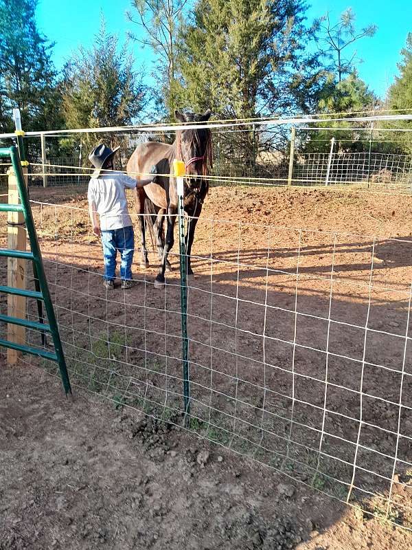 breeding-andalusian-horse