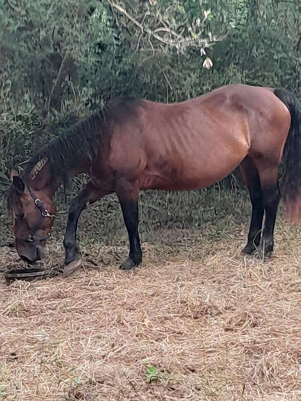 all-around-mustang-horse