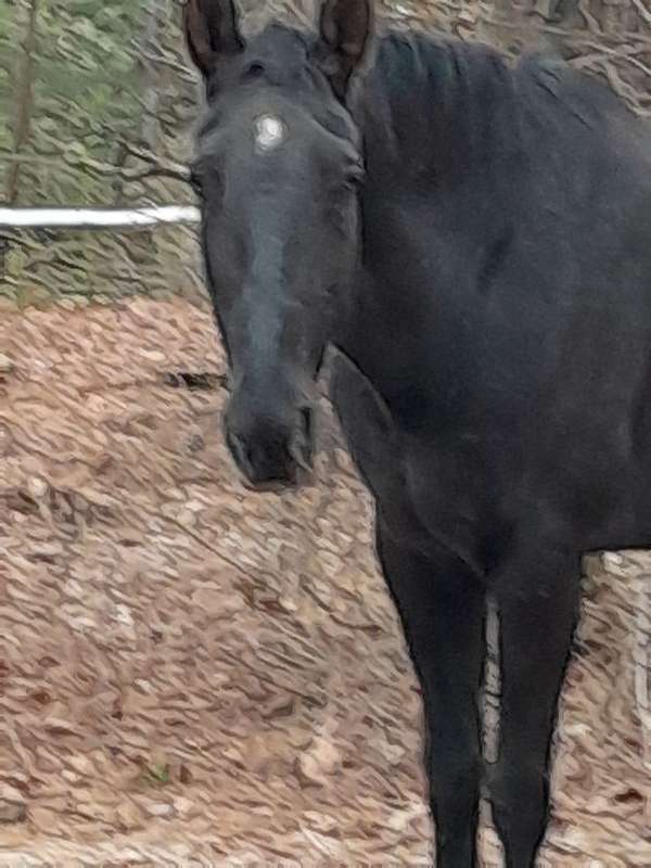 beginner-friesian-horse