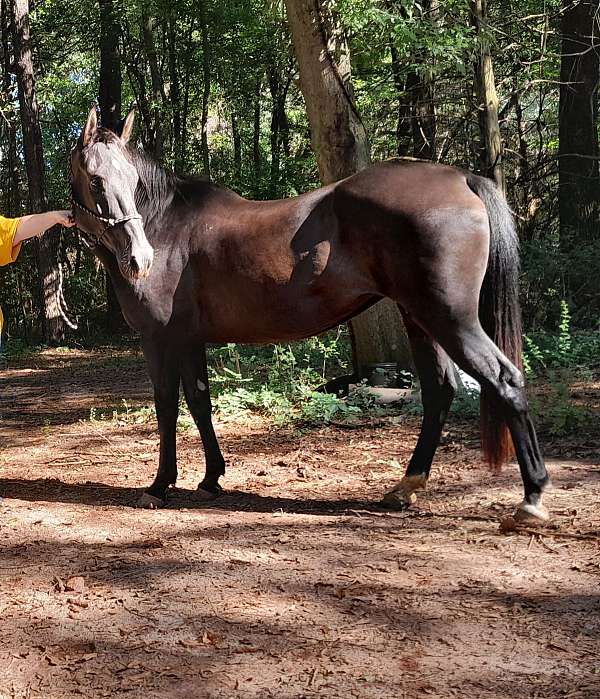 husband-safe-friesian-horse