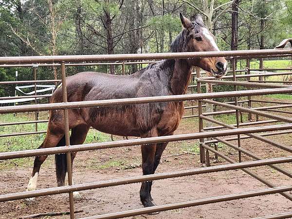 beginner-kid-safe-quarter-pony