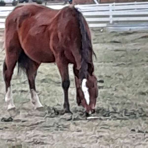 bay-quarter-pony-mare