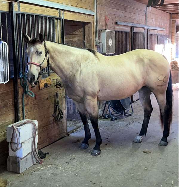 quarter-horse-for-sale