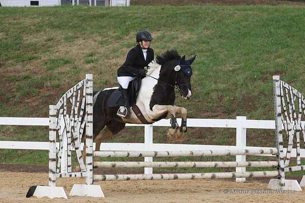 dressage-paint-pony