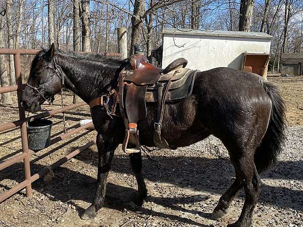 breeding-quarter-horse